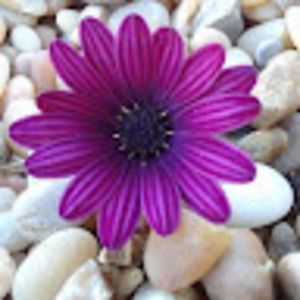 Meet your Posher, Lidia